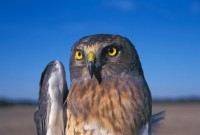 Northern Harrier (Circus cyaneous)